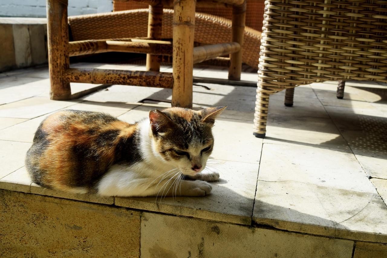 Panda Cottage Gili Trawangan Kültér fotó